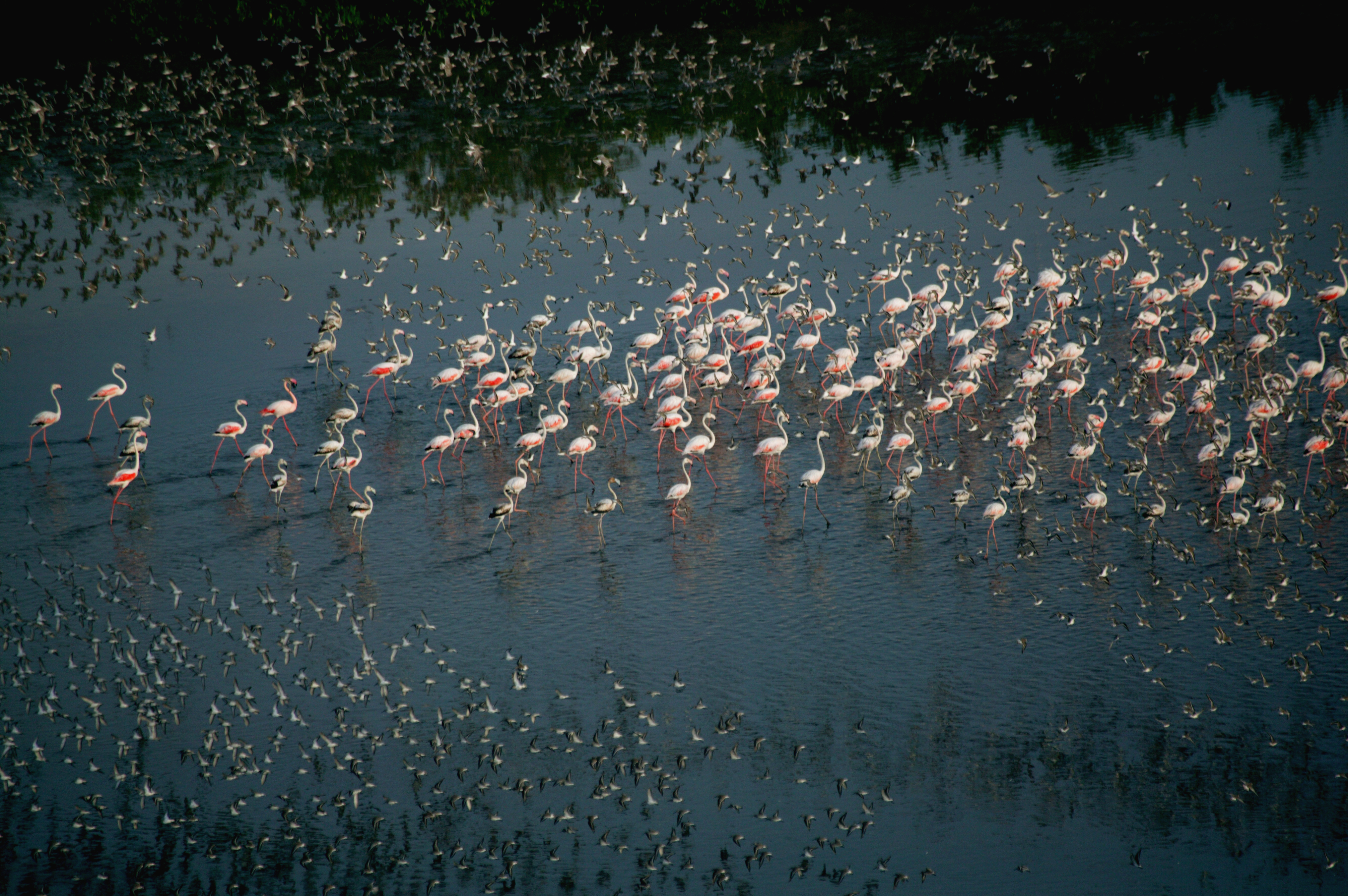 Flamants